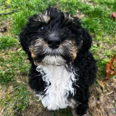 Close up picture of a Bernedoodle puppy's face