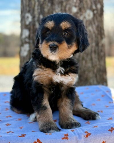 One of the Bernedoodles at Fox Creek Farm