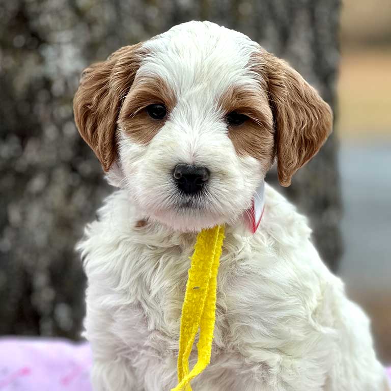 Goldendoodles-Mississippi Goldendoodle in MS with a yellow band