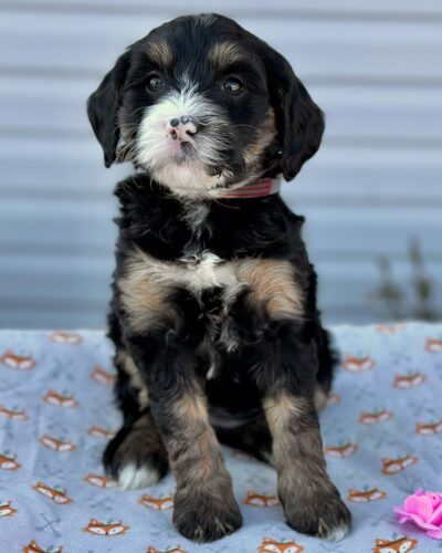 Bernedoodle pup sitting on a blanket outside