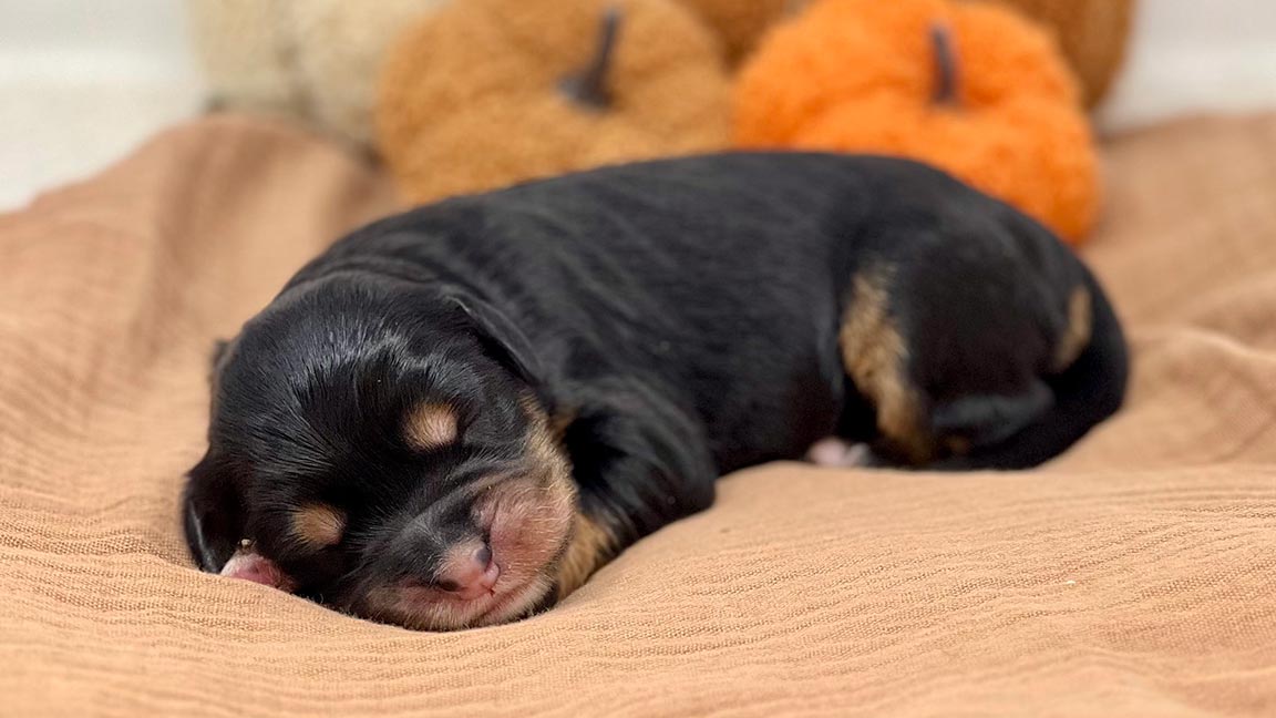 Mini Bernedoodle puppy sleeping on a blanket