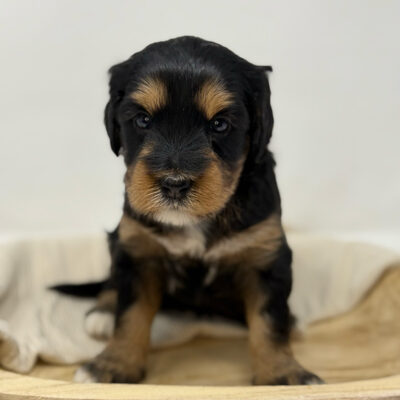 Mini Bernedoodle puppy