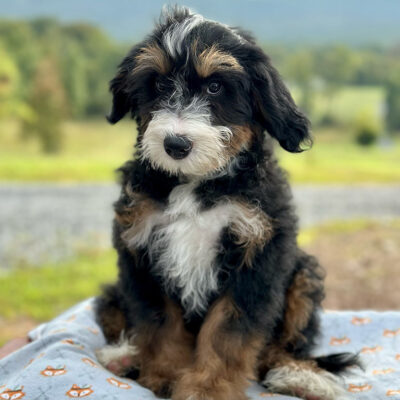 One of the mini Bernedoodles at Fox Creek Farm