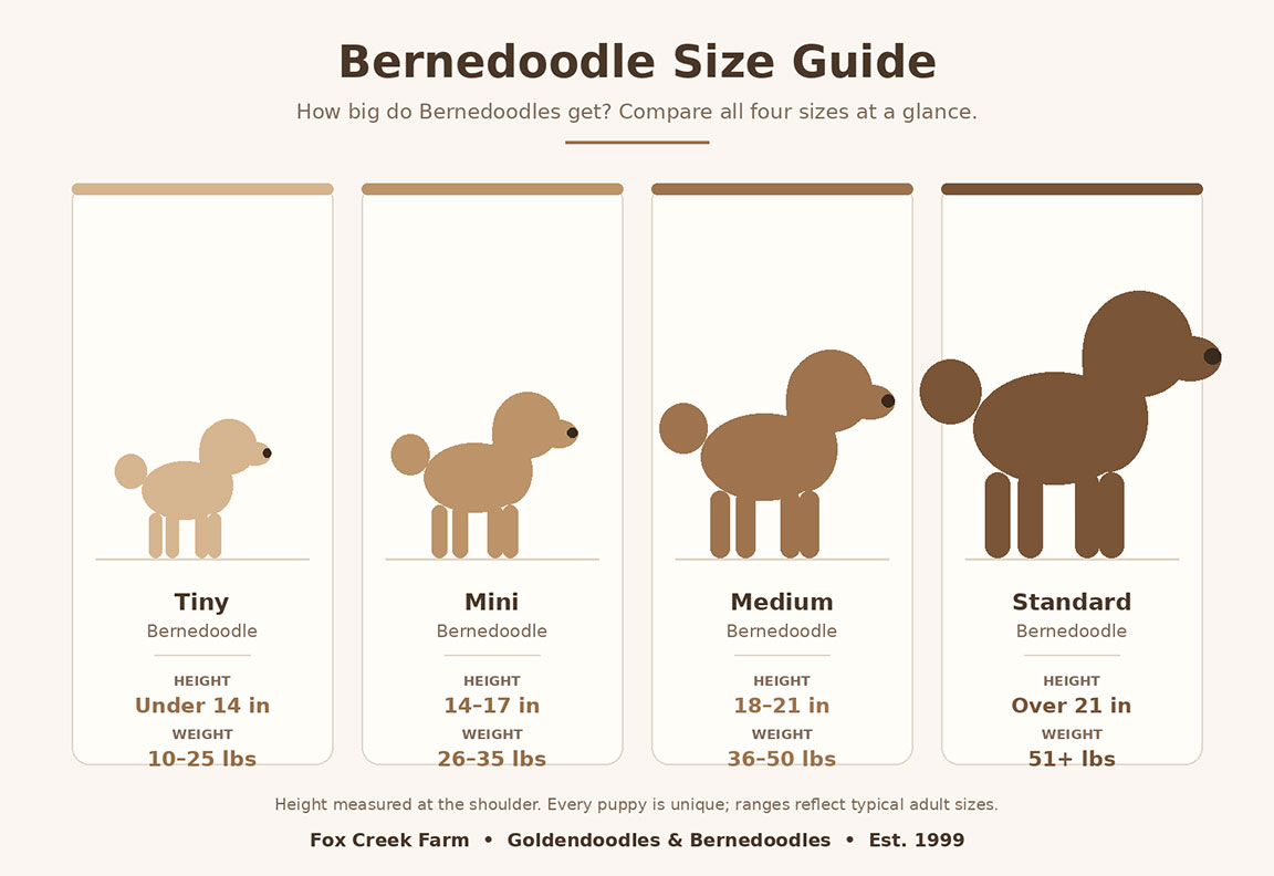 Bernedoodle size chart comparing Tiny, Mini, Medium, and Standard Bernedoodle height and weight from Fox Creek Farm