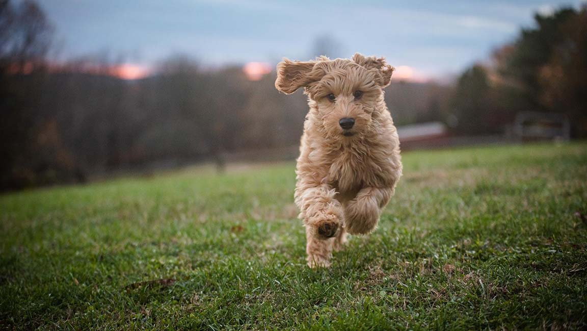 Mini Goldendoodle running in the grass