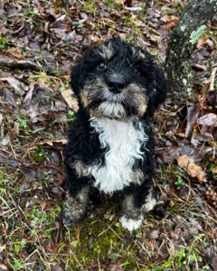 Mini Bernedoodle at Fox Creek Farm