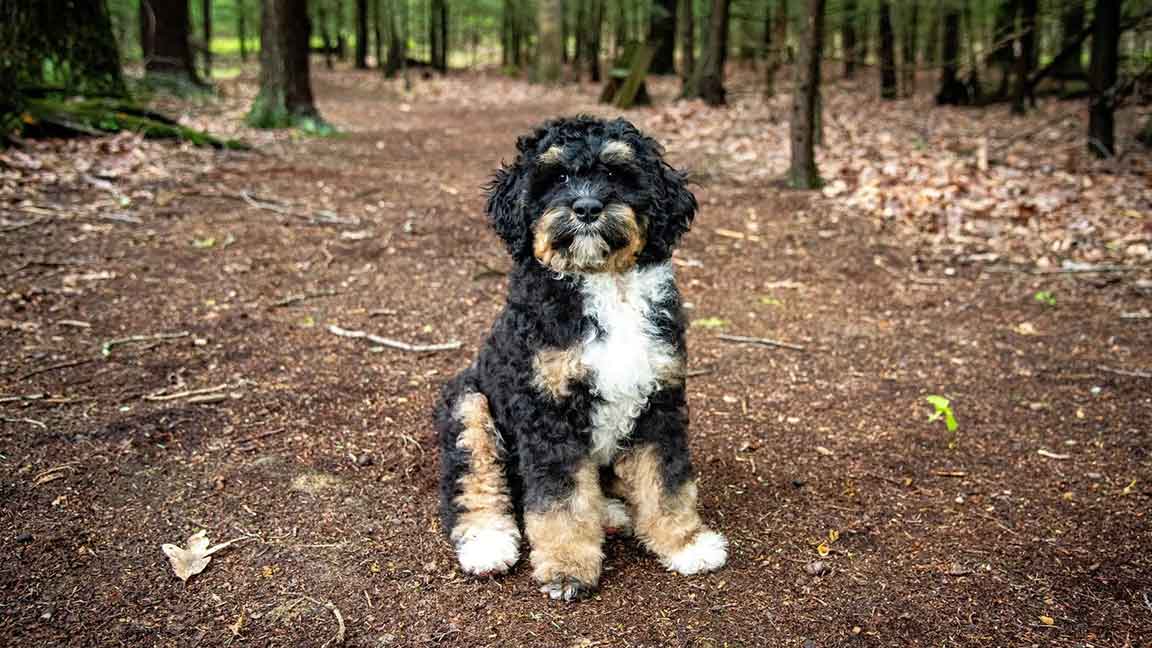 Bernedoodle puppy at Fox Creek Farm