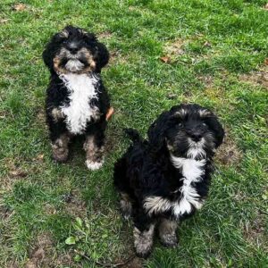 Mini Bernedoodle Vs Standard Bernedoodle
