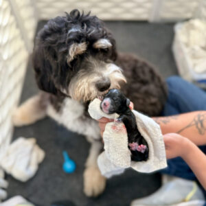 Bernedoodle mother with her newborn puppy