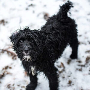 Black Bernedoodle in the snow