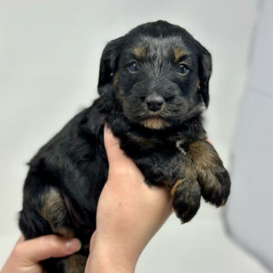 Black and brown mini bernedoodle at Fox Creek Farm, the best mini Bernedoodle breeder