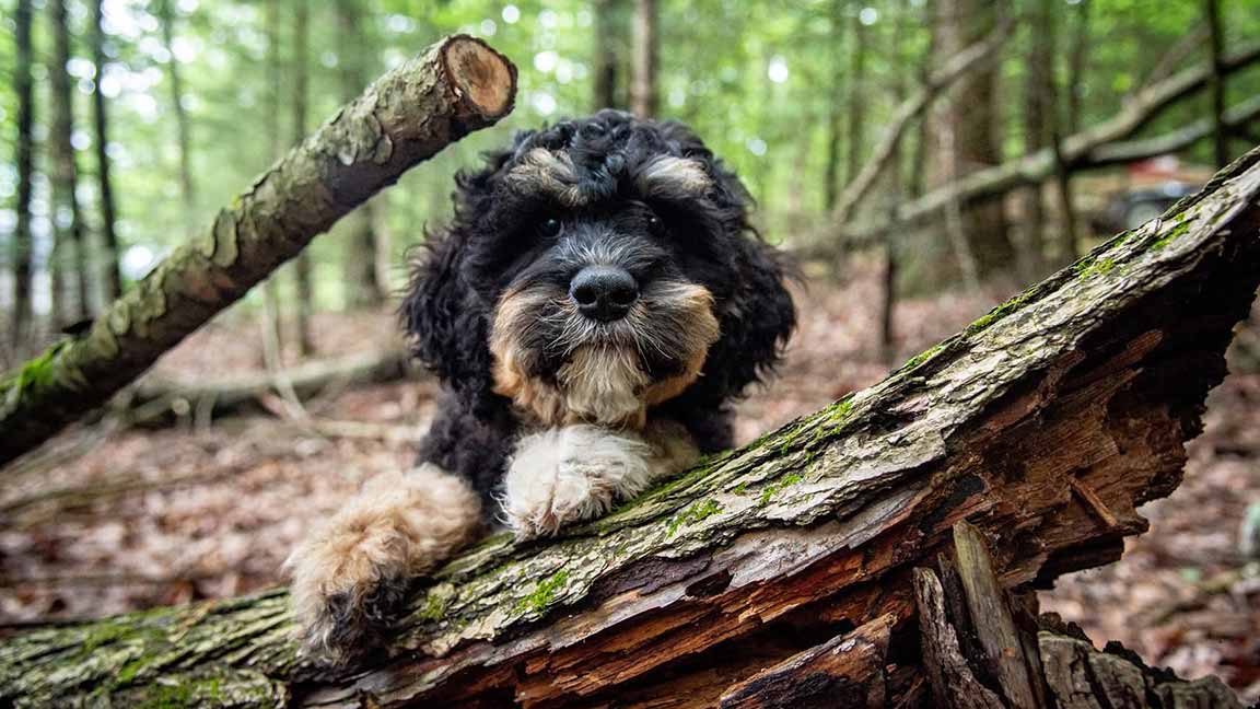 Mini Bernedoodle puppy standing on a tree trunk