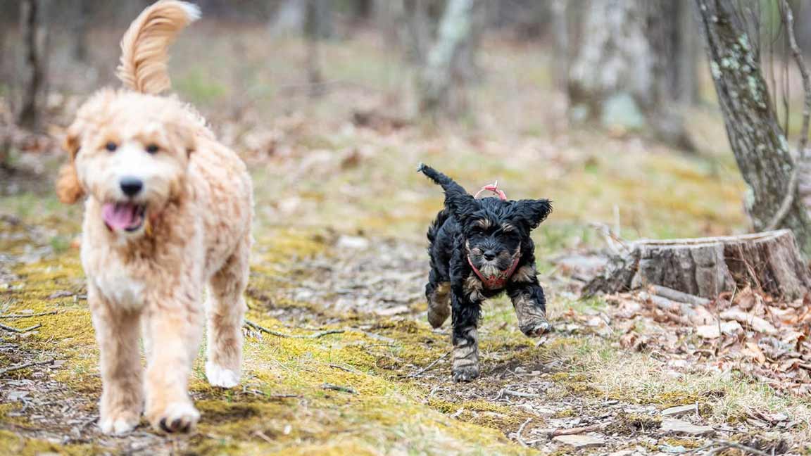 Mini Bernedoodle puppy running in the forest next to a Goldendoodle