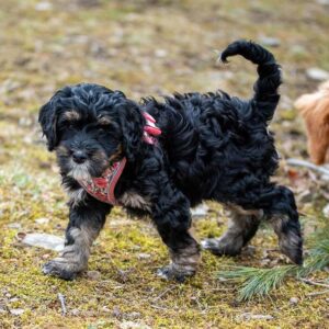 Bernedoodle playing outside