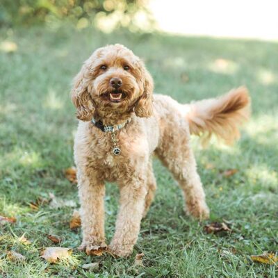 Goldendoodle standing outside in the grass