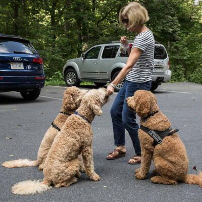 Trainer in the middle of a training session with three Goldendoodles