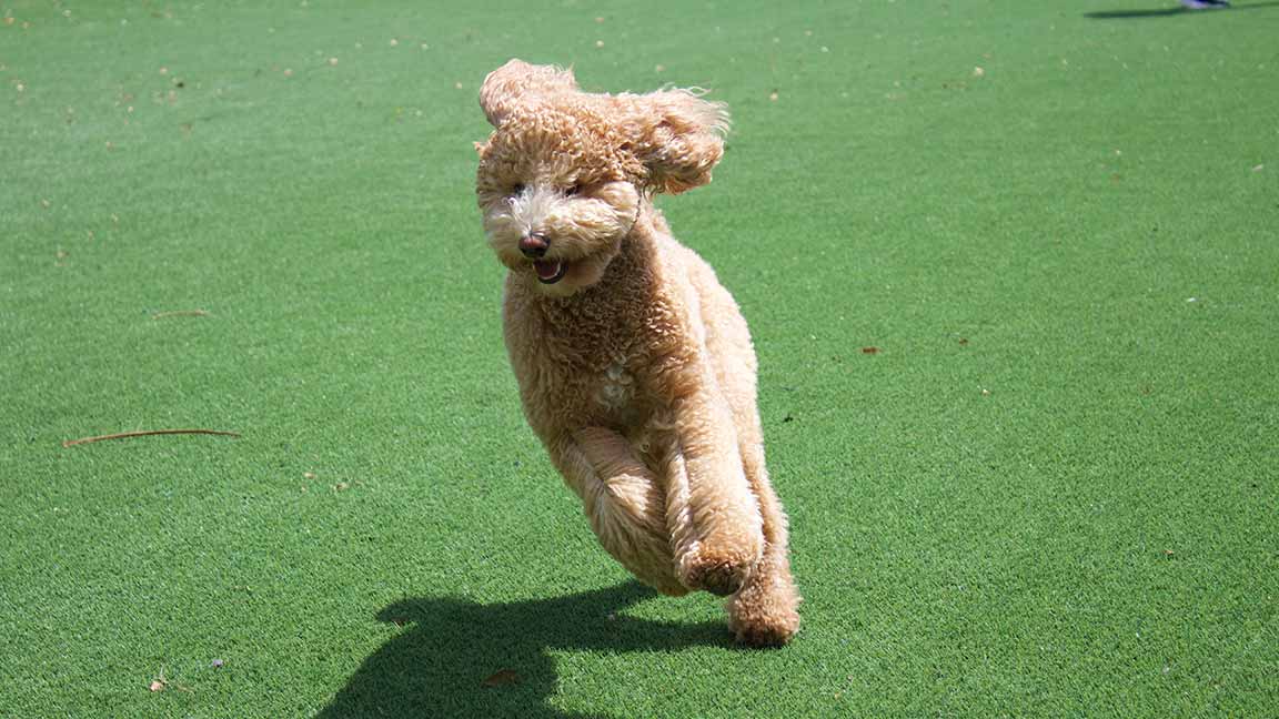 Goldendoodle running in the grass