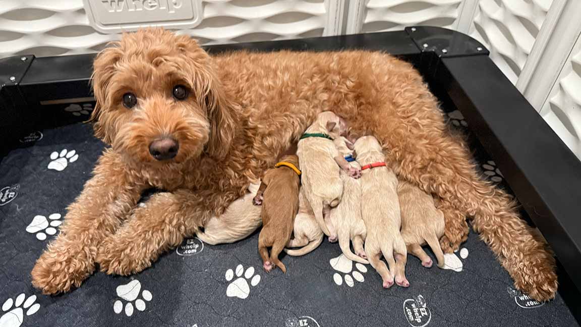 Goldendoodle mother wiht her puppies 