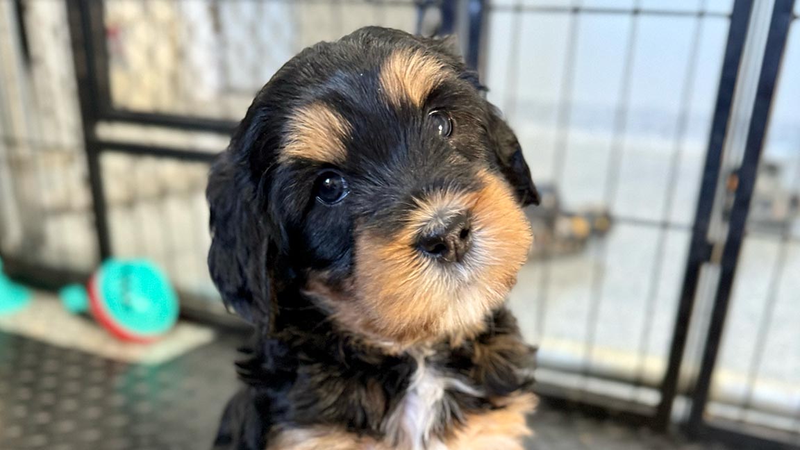 Mini Bernedoodle puppy at Fox Creek Farm