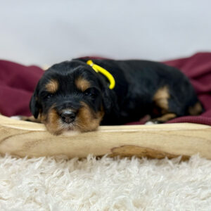 Mini Bernedoodle puppy sleeping