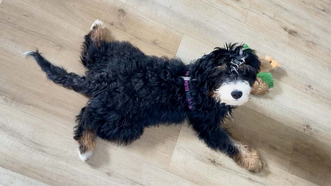 Mini Bernedoodle laying down on the floor