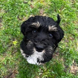 Mini Bernedoodle puppy sititng and looking up
