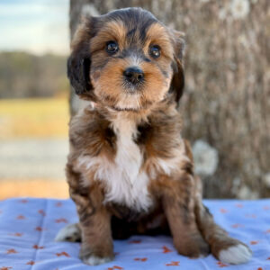Mini Bernedoodle puppy at Fox Creek Farm