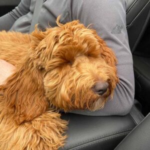 Adult Goldendoodle sleeping on owner's laps