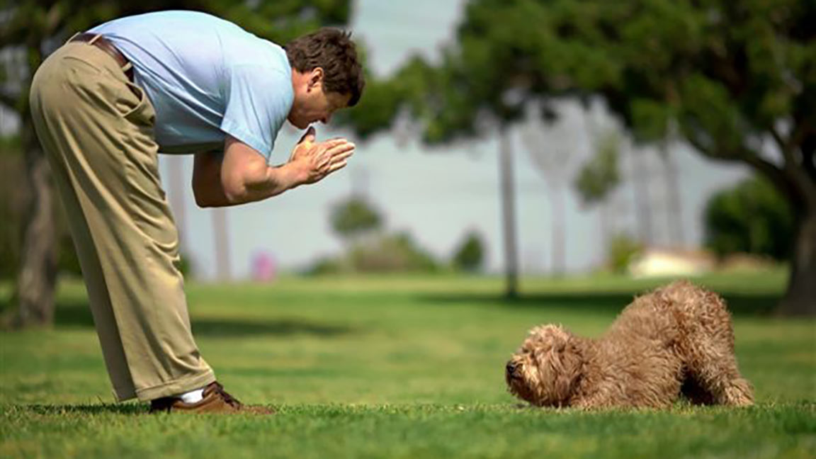 Trainer providing his dog with mental stimulation
