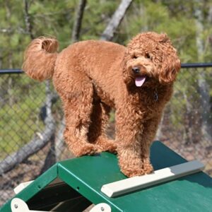 Goldendoodle receiving mental stimulation through agility training