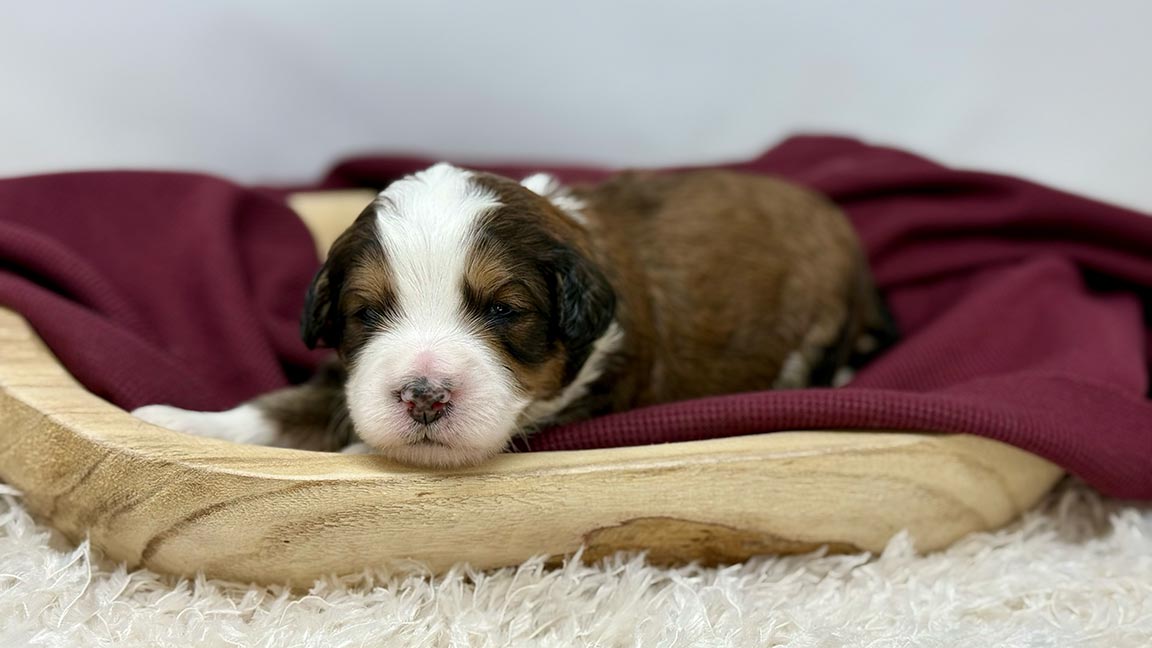 Are Bernedoodles Good With Cats? Bernedoodle sleeping in his bed