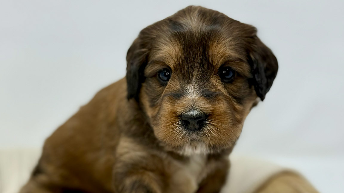 Bernedoodle puppy at Fox Creek Farm