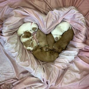 Newborn Goldendoodles sleeping inside of a heart-shaped bowl