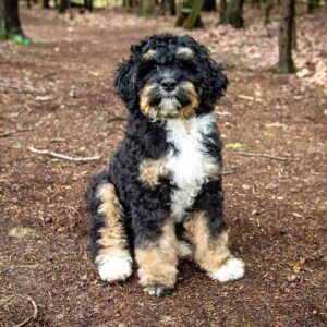 Bernedoodle puppy after a play session in the forest