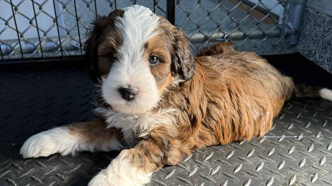 Bernedoodle puppy laying down in their crate