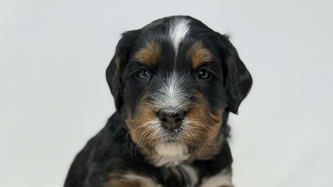 Can a Bernedoodle Live in an Apartment banner Bernedoodle puppy at Fox Creek Farm