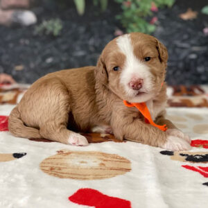 Goldendoodle puppy
