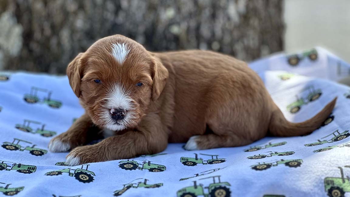 Mini Goldendoodle puppy at Fox Creek Farm