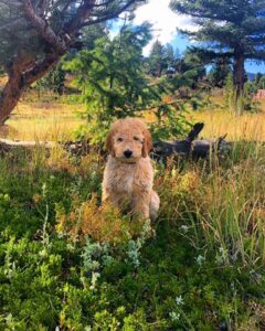 Goldendoodle puppy in playing outside