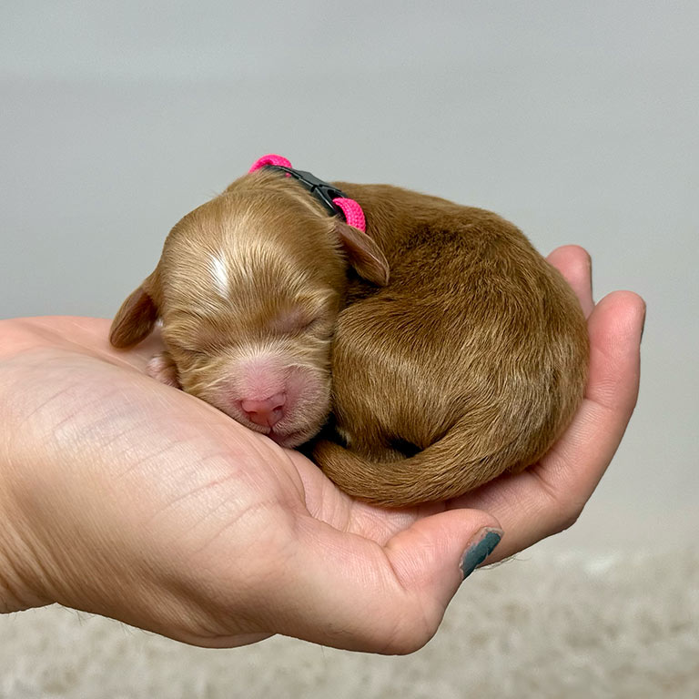 Why Do Goldendoodles Change Colors?