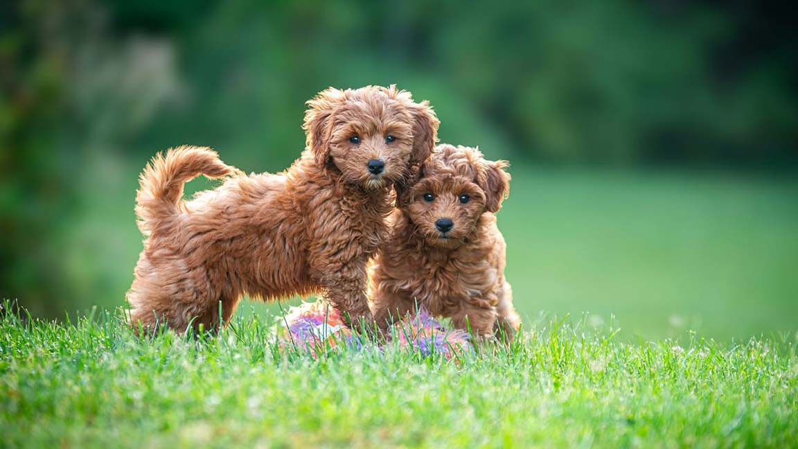 Goldendoodles playing in the grass