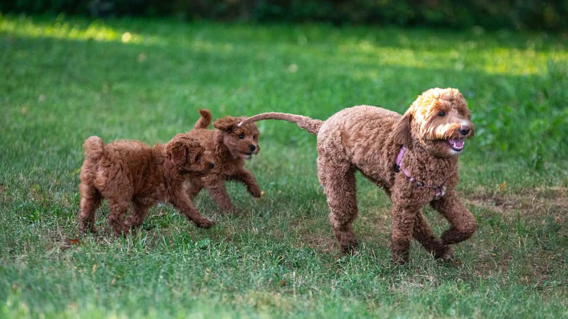 Goldendoodles running in the grass while the owner is wondering, 
