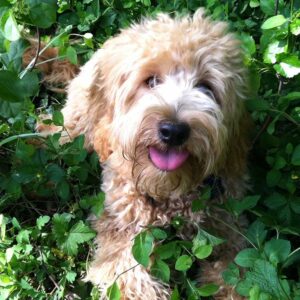 Goldendoodle puppy laying down inside of a bush