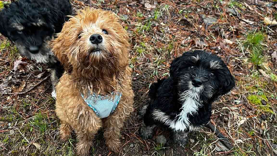 Why do dogs eat grass banner Two doodles stpping during their walk in the forest