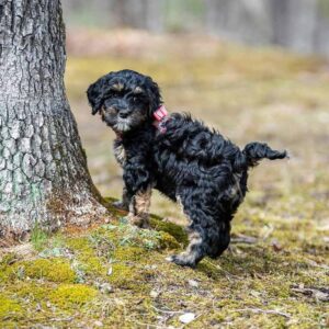 How Much Exercise Does a Mini Bernedoodle Need? Puppy exercising