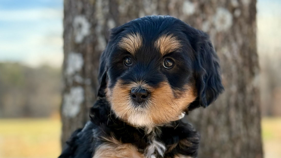 Mini Bernedoodle puppy at Fox Creek Farm
