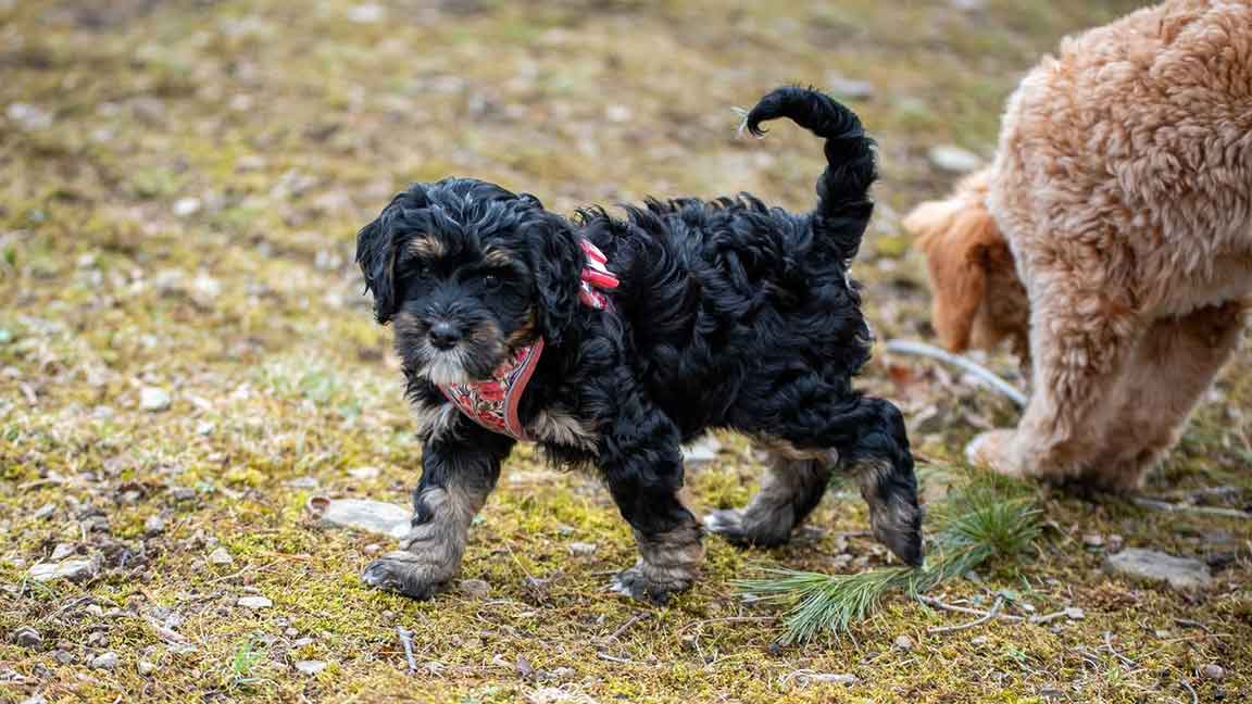 Bernedoodle puppy playing outside during puppy teething