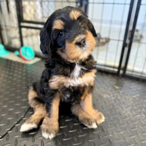 Bernedoodle puppy sitting down with his head tilted