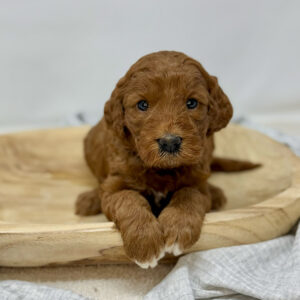 Goldendoodle puppy laying in a wooden bowl