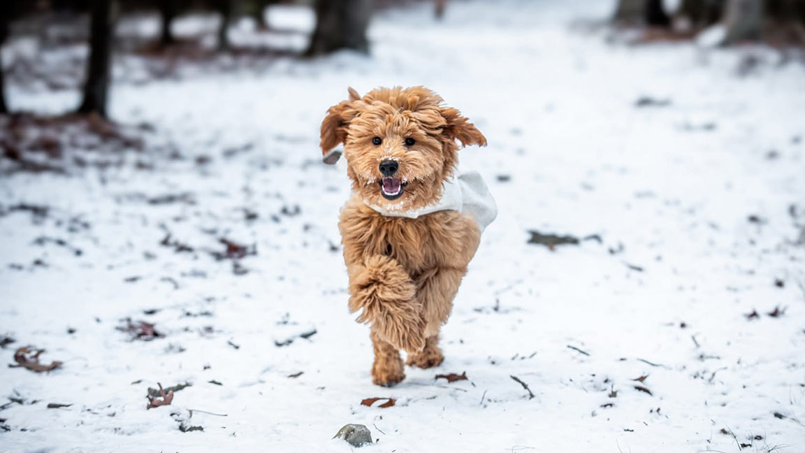 Goldendoodle puppy jumping in the snow